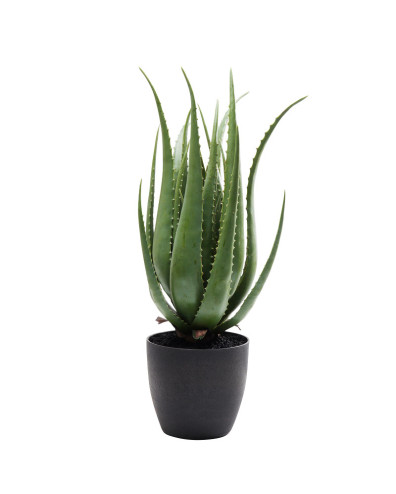 PLANTA DECORATIVA ALOE