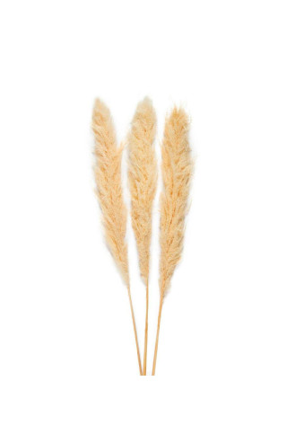 FLOR SECA PAMPAS